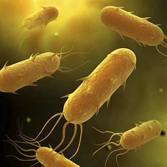 An illustration of the flagellated bacterium.