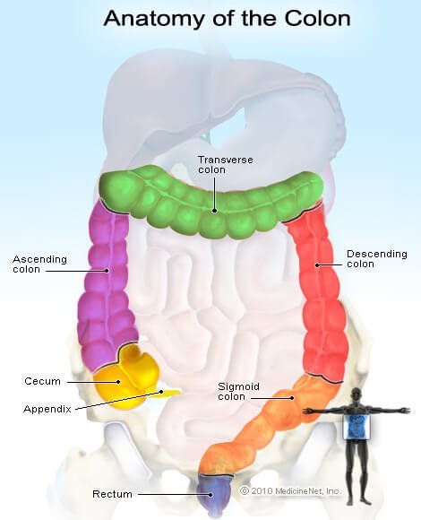 Picture of the colon.