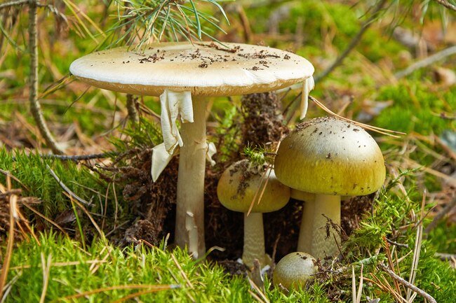 Some wild mushrooms may cause severe symptoms or even death.