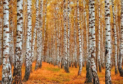 If it's spring and you're sneezing, birch might be part of the problem.