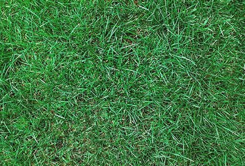 Pollen from the different types of this -- Kentucky bluegrass is a common one -- can cause serious allergies, especially in the summer months when there's more of it.