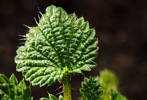 This weed found throughout the U.S. makes pollen for most of the year, though more in late summer and fall.