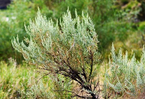 Found all over the Northern, Western, and Midwestern states, these plants make large amounts of pollen (second only to ragweed and grasses) and are very likely to cause allergy symptoms.