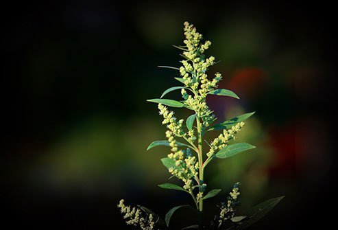 This plant looks a lot like tumbleweed, but it doesn't make nearly as much pollen.