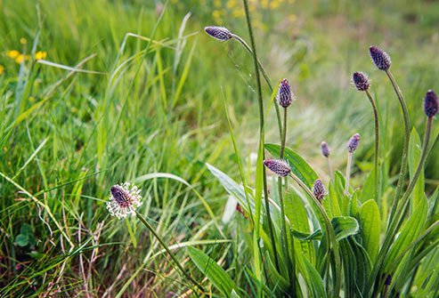 This weed sheds pollen from May to November, and it makes a lot of it.