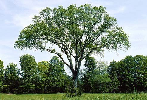 This tree grows in all but the coldest northern parts of the continental U.S. and makes pollen in the fall.