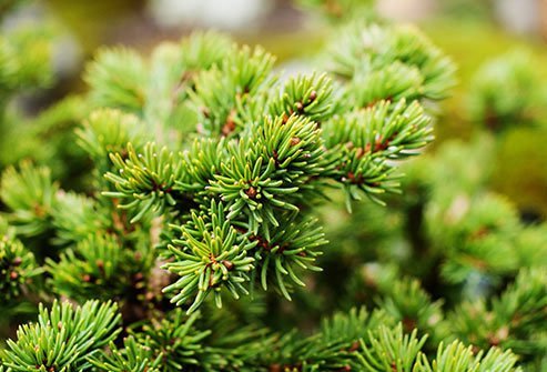 There are about 70 different kinds of these trees and bushes, including juniper and cypress, and some of them can cause major allergy issues.