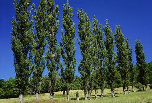 These trees grow throughout the U.S. and make pollen in the spring.