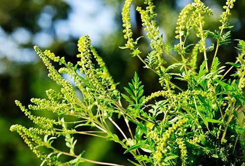 This grows everywhere and may be the most common allergy trigger in North America.
