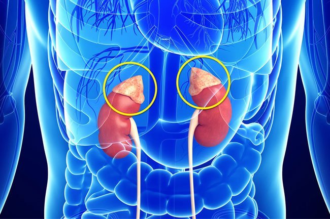 Adrenal dysfunction can mimic anxiety symptoms.