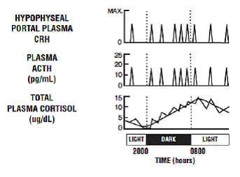 Daily circadian rhythm of ACTH and cortisol secretions in a normal unstressed person - Illustration