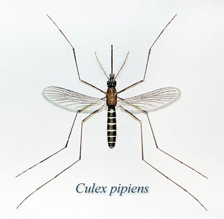 Picture of a Culex pipiens mosquito