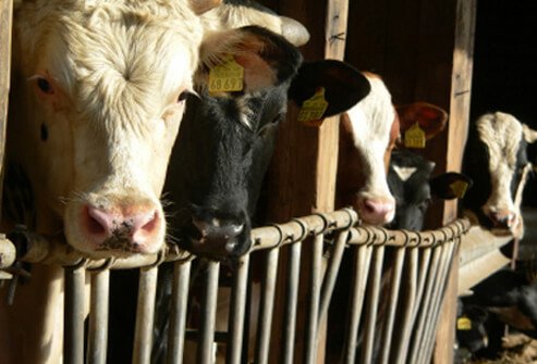 Several cows quarantined due to the possibility of “mad cow” disease.