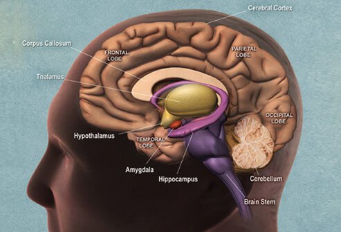Dementia is not a specific disease; it is a broad term that characterizes many different conditions, such as Alzheimer’s disease, vascular dementia, frontotemporal dementia, and other disorders.