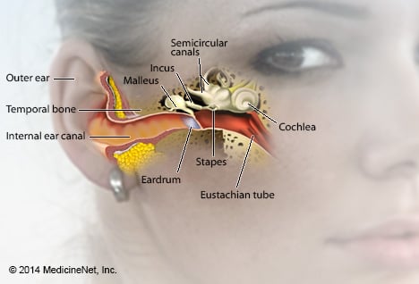 Picture of Ear Anatomy