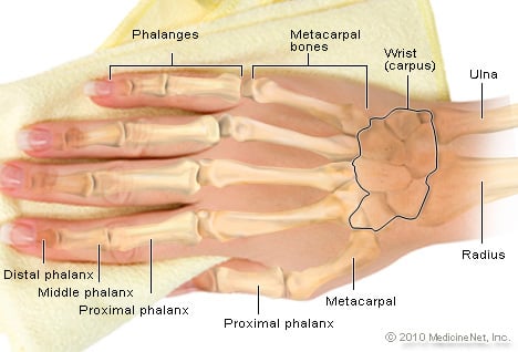 Picture of Hand Anatomy