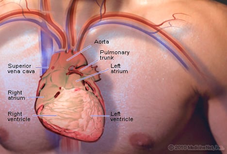 Heart Illustration