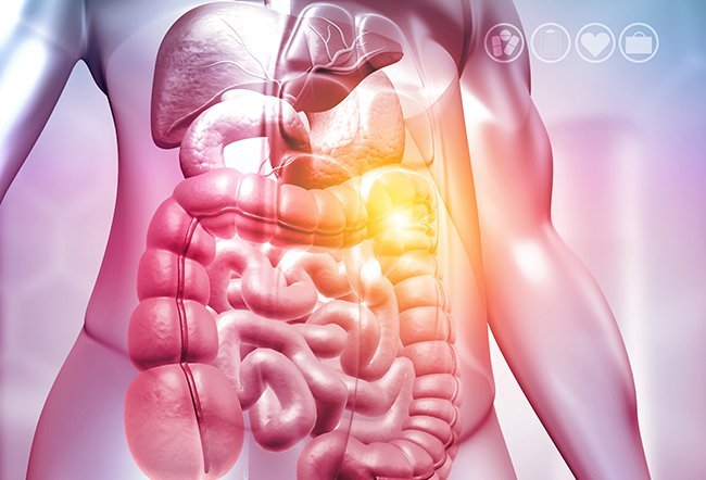 how long does it take to digest food