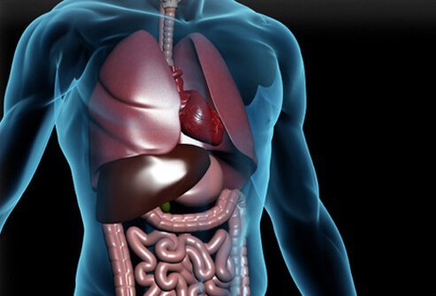The proper functioning of the digestive system is one of the foundations of health, but many myths surround digestive disorders.