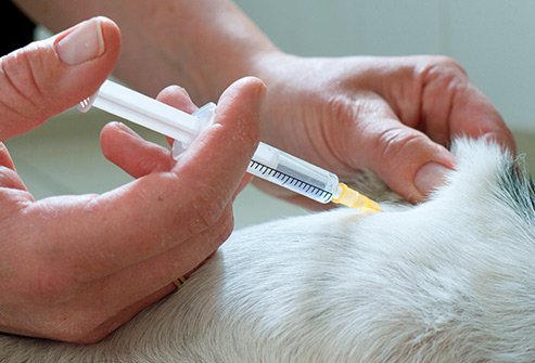This parasite travels in poop. It's rare, but your pet can give it to you.