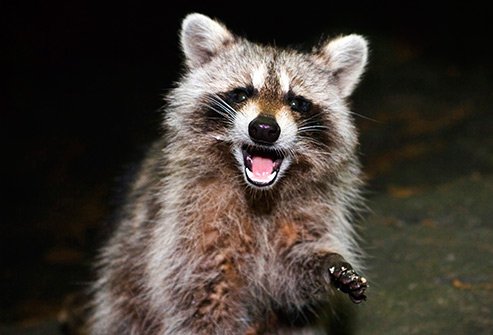 Infected animals transmit this virus through their spit when they bite you.