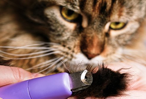 Your cat can give you this bacterial infection with a scratch, bite, or if she licks an open wound.