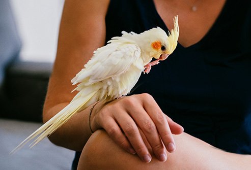 Infected pet birds like cockatiels and parrots, or farm birds like chickens and turkeys, may have the bacteria in their pee, poop, or spit.
