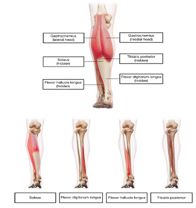 Muscle for Injection for Lower Limb
Spasticity in Adults - Illustration