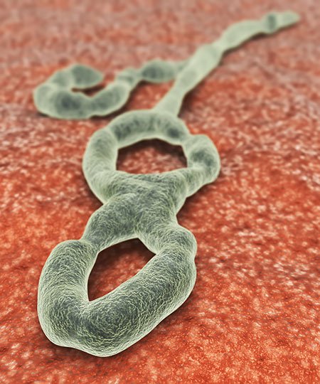 Picture of the Ebola virus