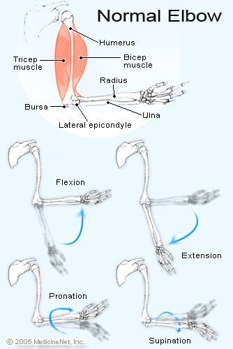 Normal Elbow Illustration - Elbow Pain