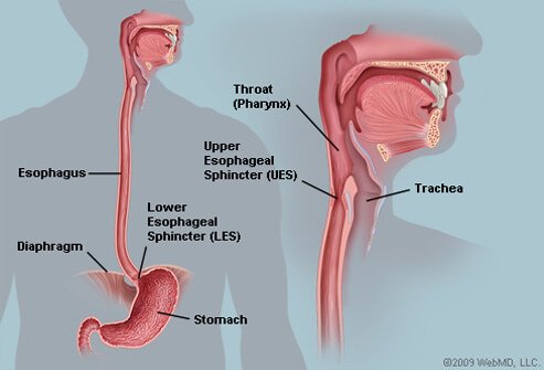 Picture of Esophagus