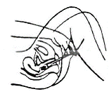 Insert it deeply into the vagina - Illustration