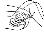 Insert it deeply into the vagina - Illustration