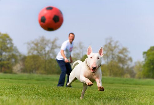 Dog chasing soccer ball