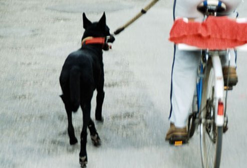 Dog running along side owner riding a bike