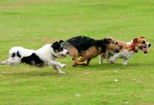 Dogs running in the park