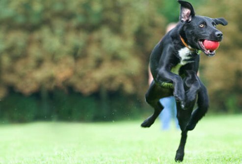 Dog catching ball in the air