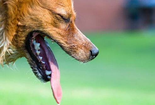 Dog panting with toungue haning out