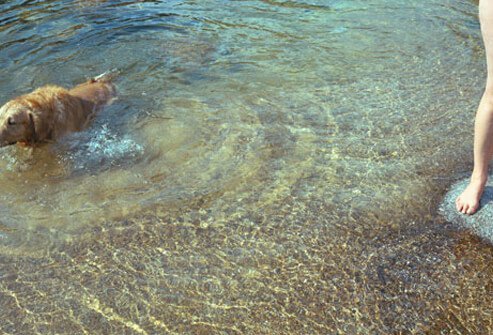 Dog swimming in water