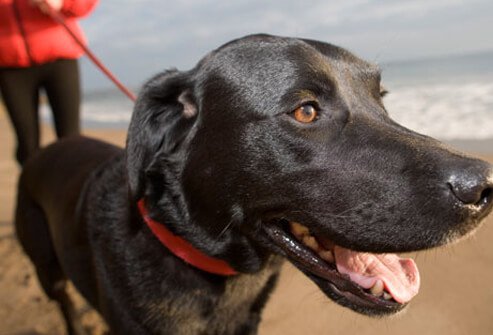 Black lab on the beach