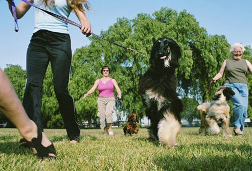 Dogs and their owners at a dog park
