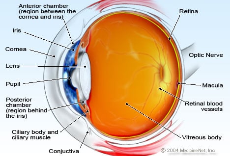 Eye Anatomy