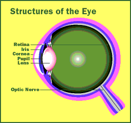 diagram of the eye