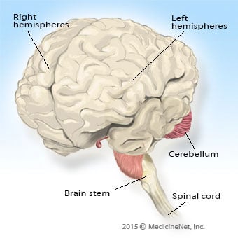 Illustration of the brain showing the two hemispheres, cerebellum and brains stem.