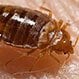 Are Bedbugs Contagious?