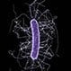 Is <i>C. diff</i> (<i>Clostridium difficile</i>) Contagious?