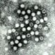 Hepatitis A (HAV, Hep A)