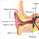 What Does Electronystagmography Test For?