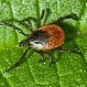 What Is Lyme Disease in Humans?