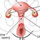 Menstruation (Menstrual Cycle)